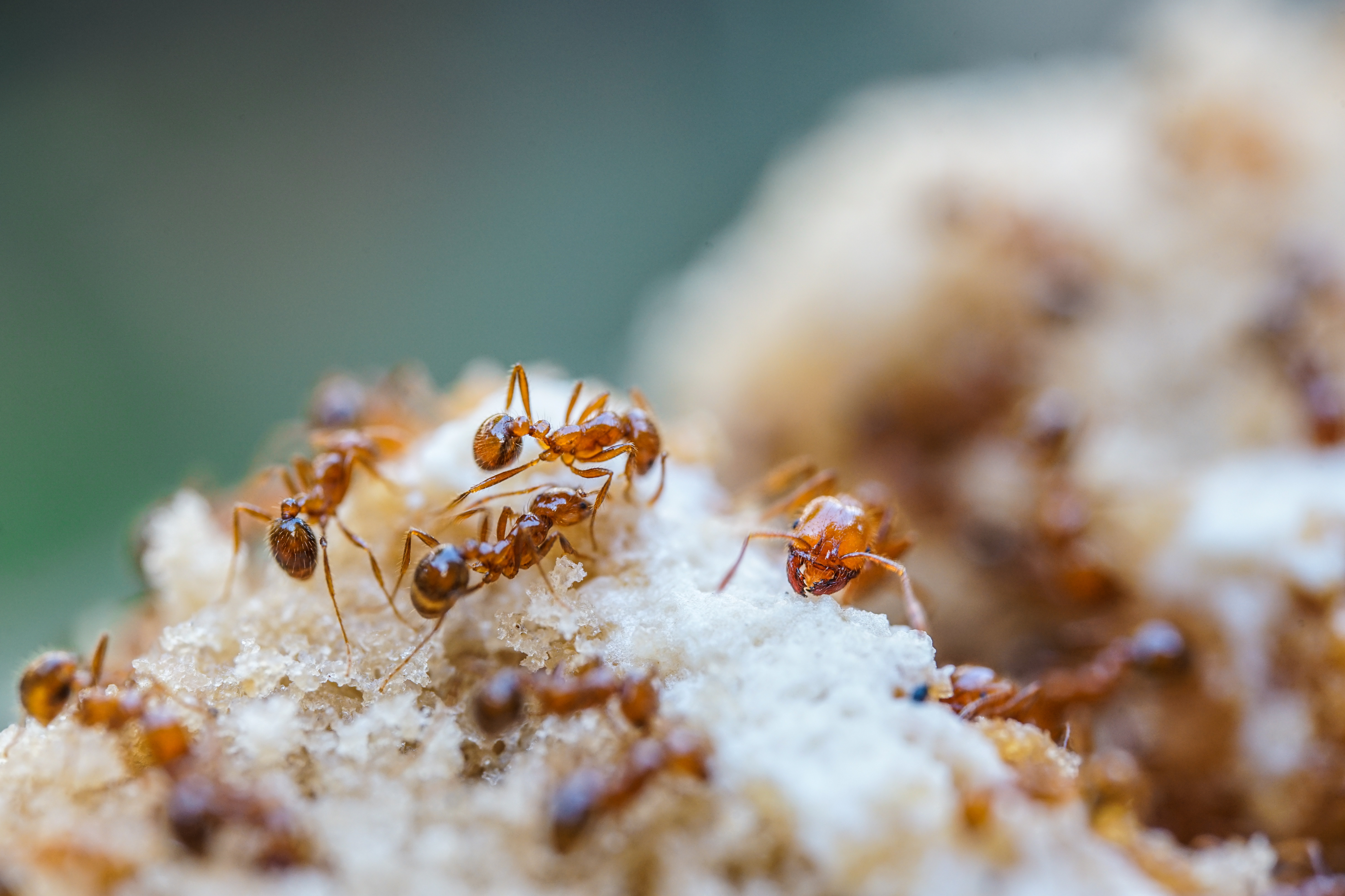 Red imported fire ants shown in an official NSW biosecurity image.